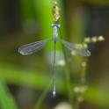 Lestes scalaris (Wedge-striped Spreadwing) male-2.jpg